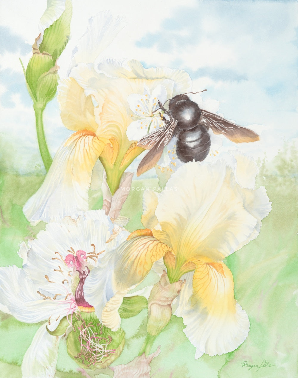 "Aunt Graces Irises"