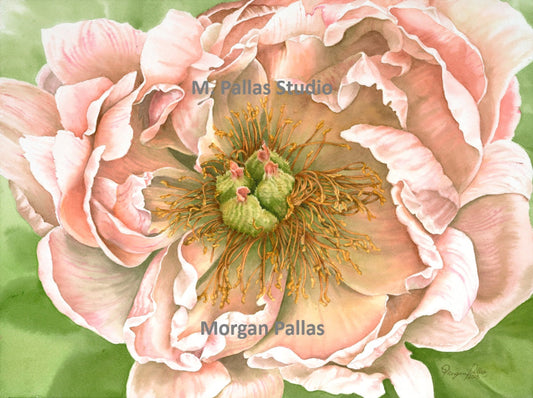 "Peony #1" Limited Edition Fine Art Reproduction