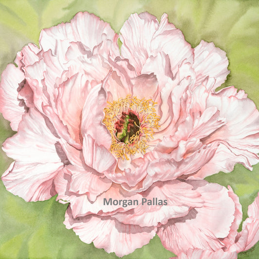 "Peony #2" Limited Edition Fine Art Reproduction