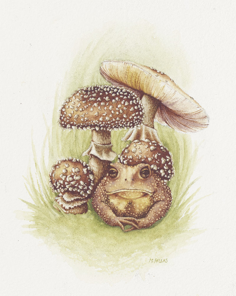 "Amanita pantherina with American Toad" Limited Edition Fine Art Reproduction